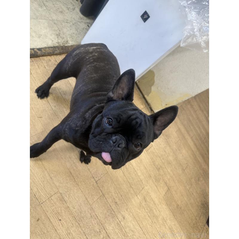 成約済の千葉県のフレンチブルドッグ-398812の4枚目