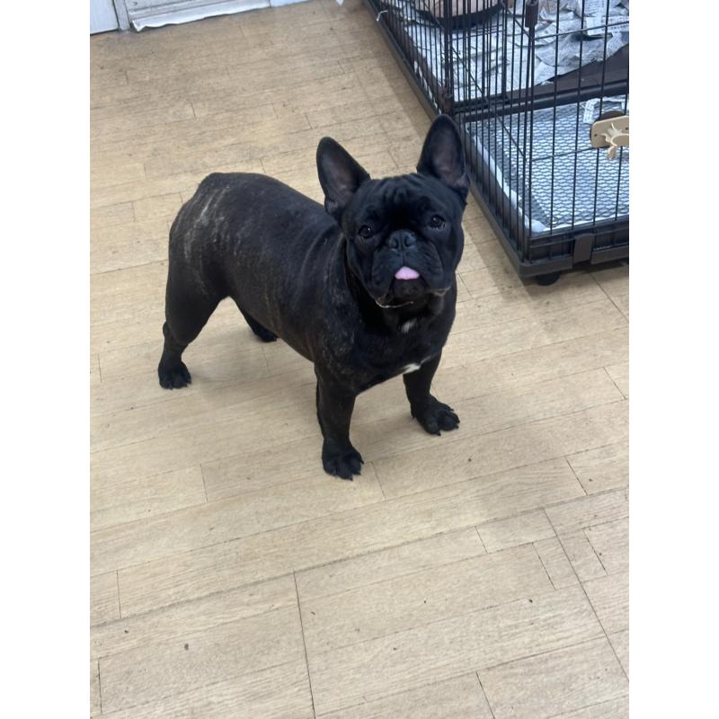 成約済の千葉県のフレンチブルドッグ-398812の1枚目