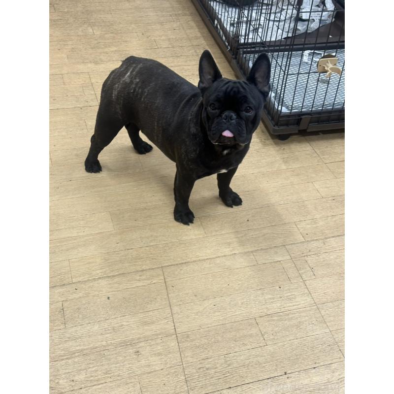 成約済の千葉県のフレンチブルドッグ-398812の3枚目