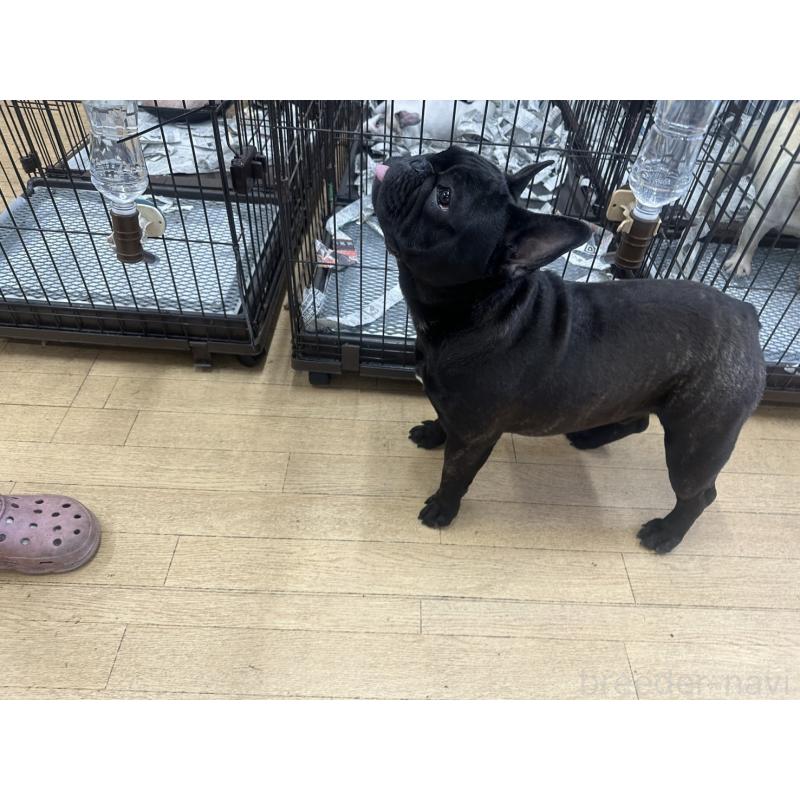 成約済の千葉県のフレンチブルドッグ-398812の2枚目