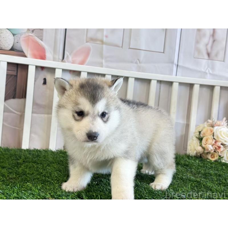 販売中の茨城県のシベリアンハスキー-446307の5枚目