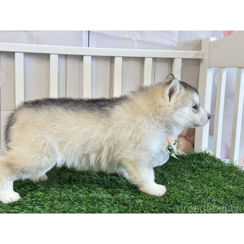 販売中の茨城県のシベリアンハスキー-446307の4枚目