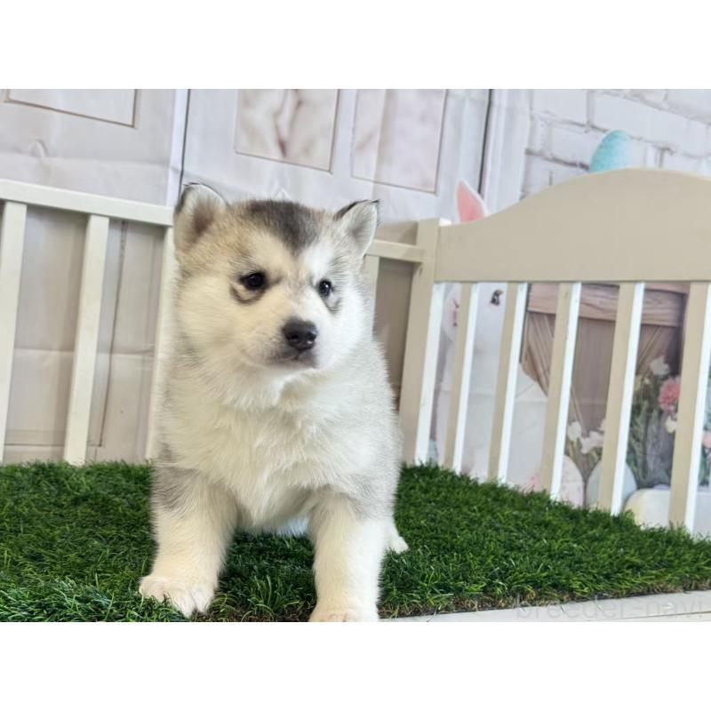 販売中の茨城県のシベリアンハスキー-446307の3枚目