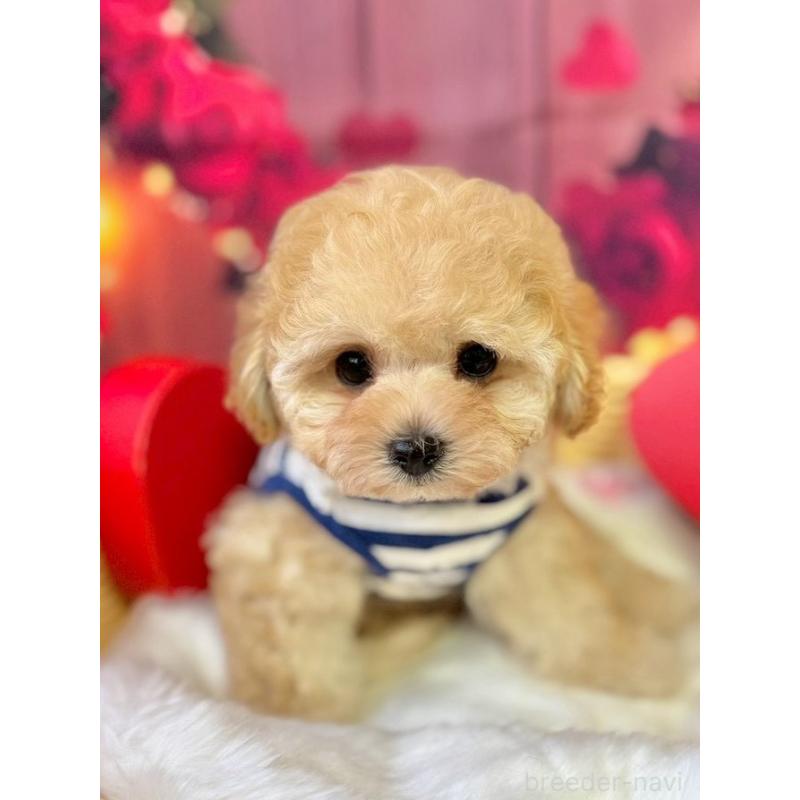 販売中の埼玉県のタイニープードル-446308