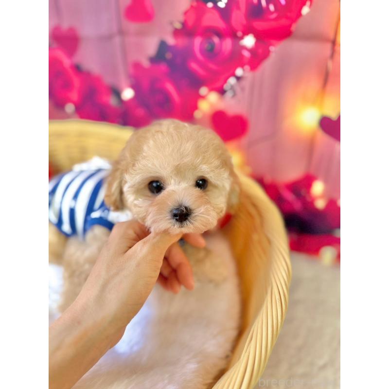 販売中の埼玉県のタイニープードル-446308の3枚目