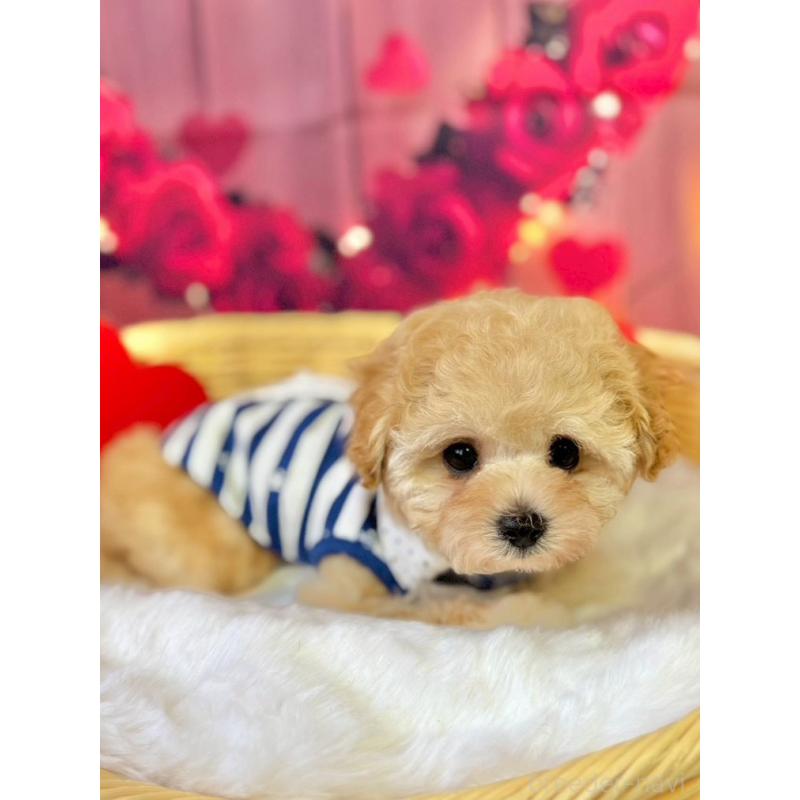 販売中の埼玉県のタイニープードル-446308の2枚目