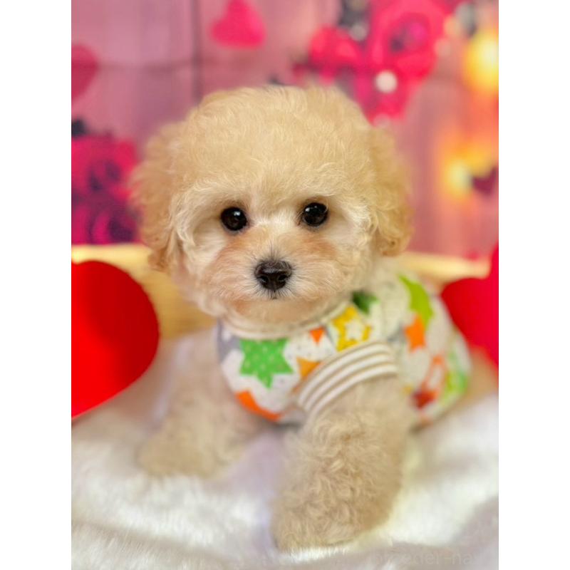 販売中の埼玉県のタイニープードル-446309の3枚目