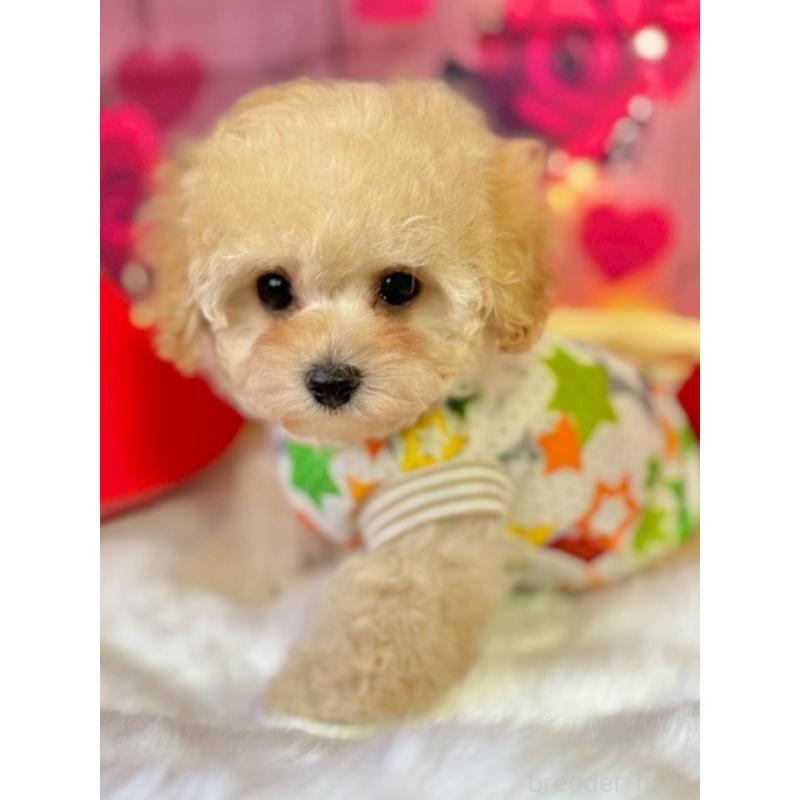 販売中の埼玉県のタイニープードル-446309