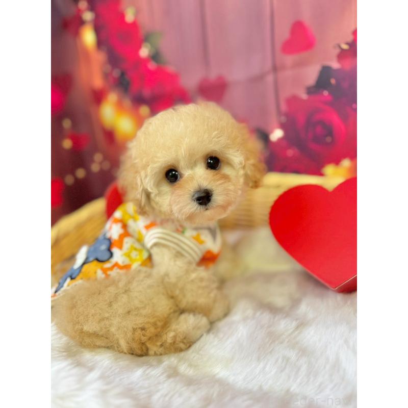 販売中の埼玉県のタイニープードル-446309の2枚目