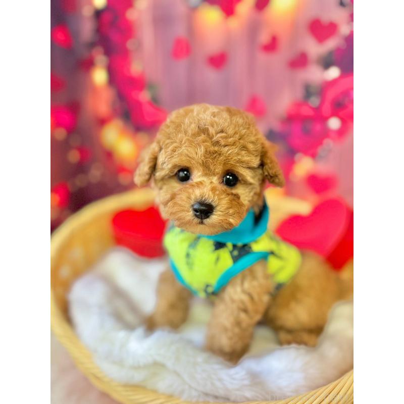 販売中の埼玉県のタイニープードル-446310の3枚目