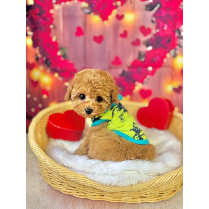 販売中の埼玉県のタイニープードル-446310の2枚目