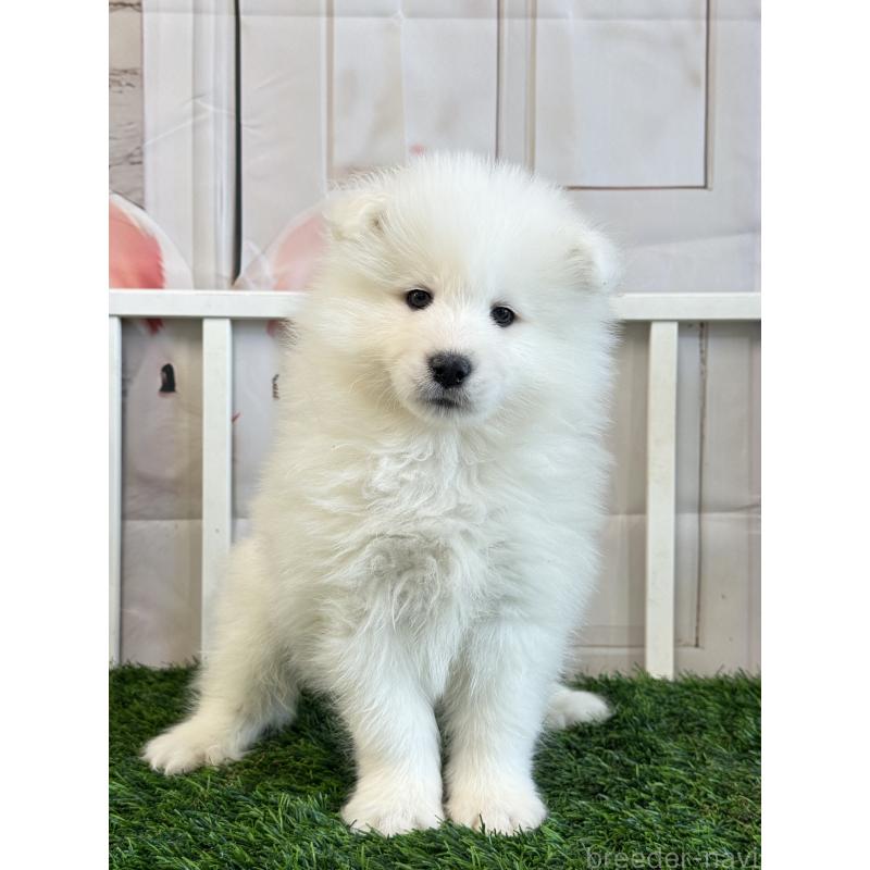 販売中の茨城県のサモエド-446311の5枚目