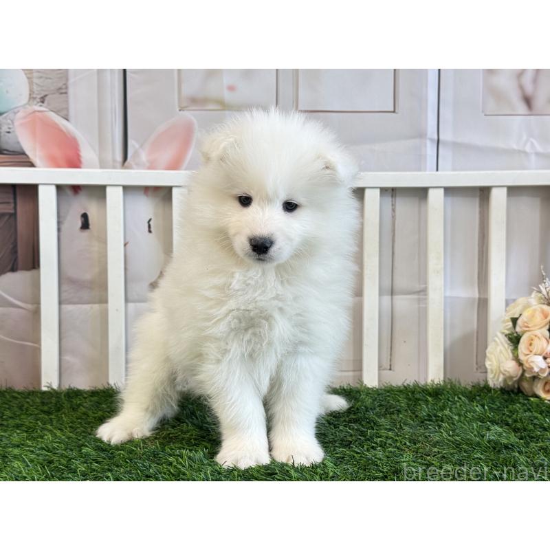 販売中の茨城県のサモエド-446311の3枚目