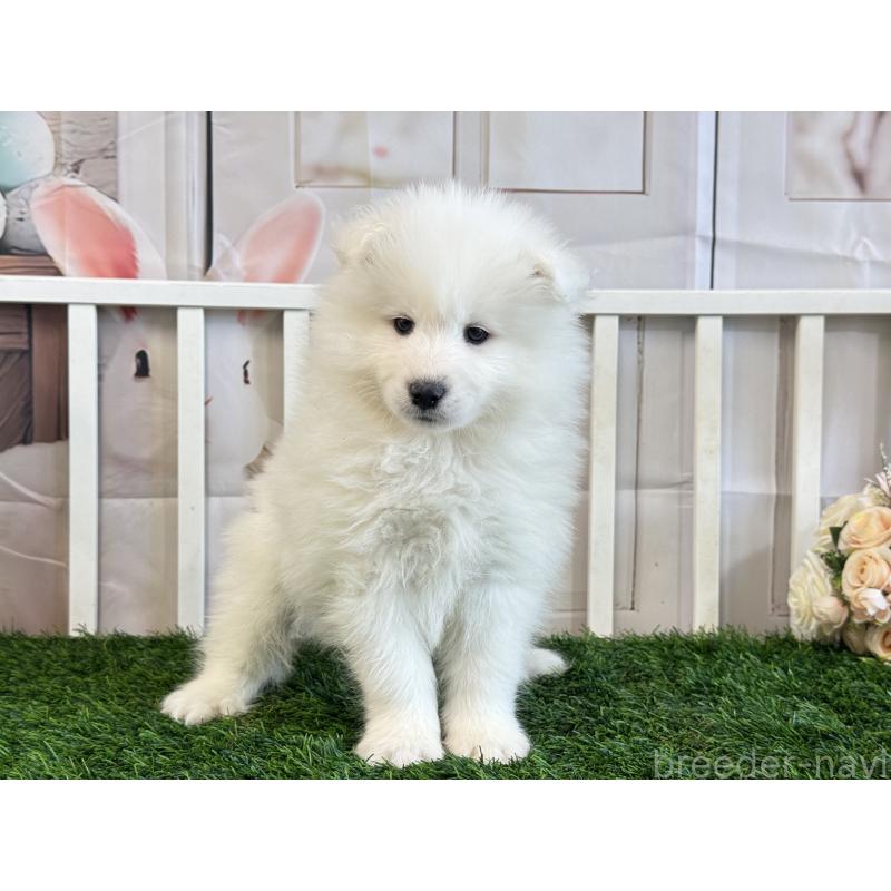 販売中の茨城県のサモエド-446311の2枚目