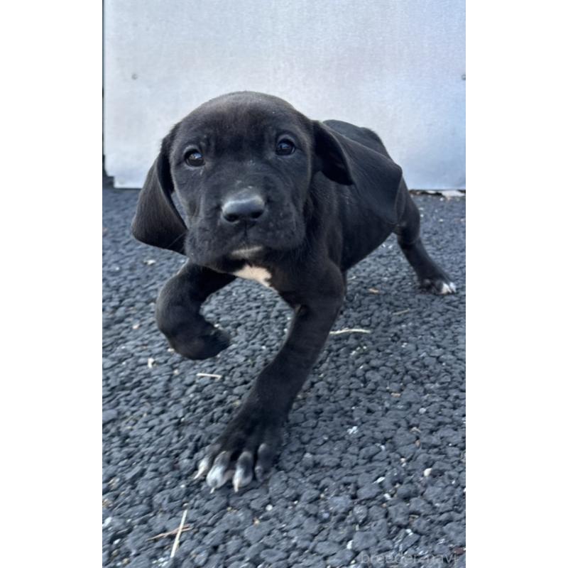 販売中の千葉県の土佐犬-446887の4枚目