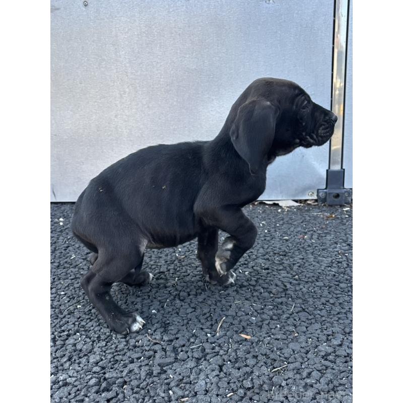 販売中の千葉県の土佐犬-446887の3枚目