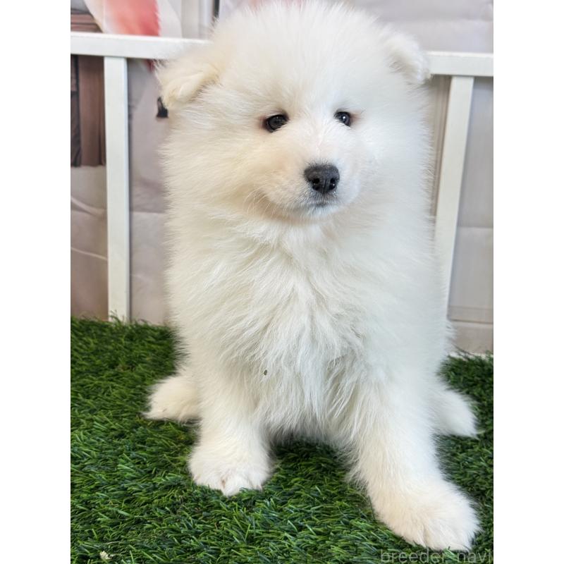 販売中の茨城県のサモエド-446312の5枚目