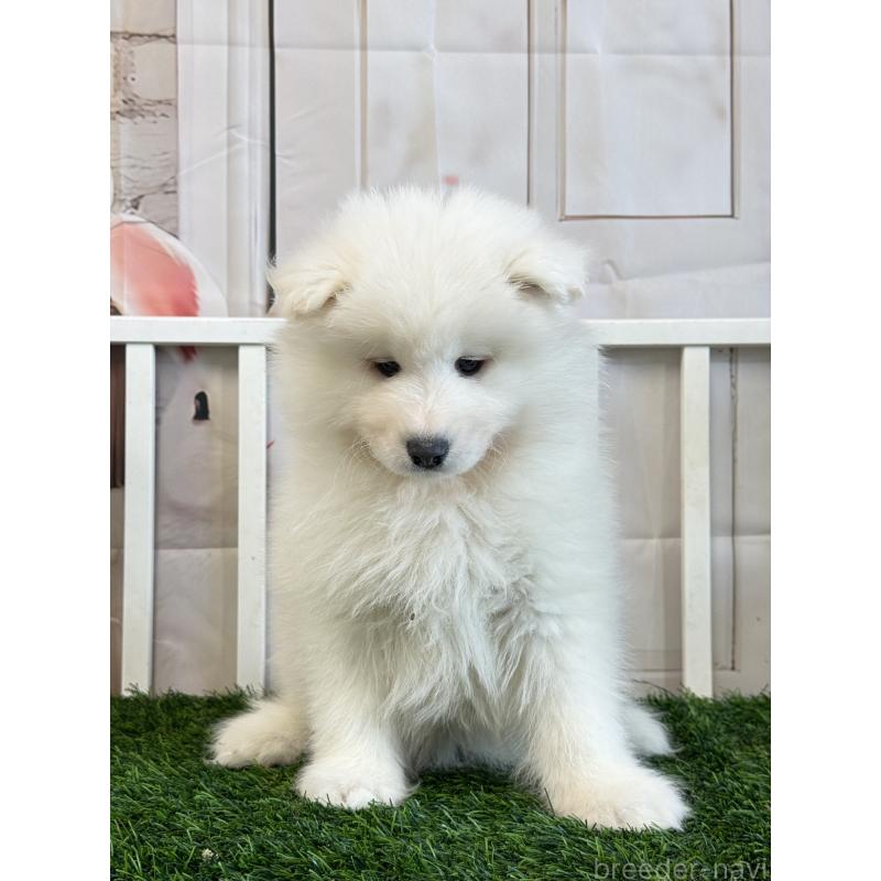 販売中の茨城県のサモエド-446312の2枚目