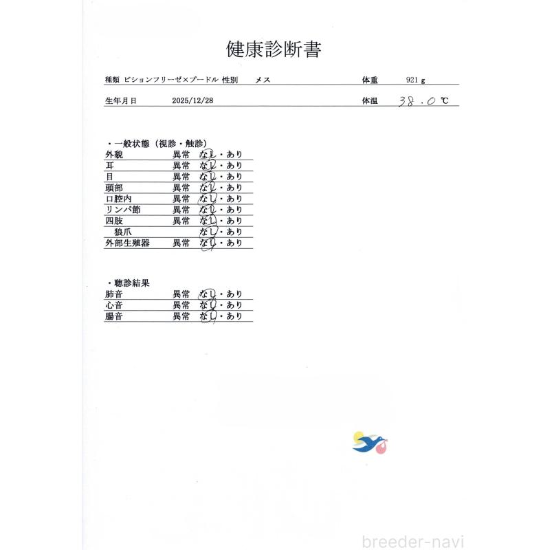 販売中の群馬県のビションプー:ビションフリーゼ×トイプードル-446314の2枚目