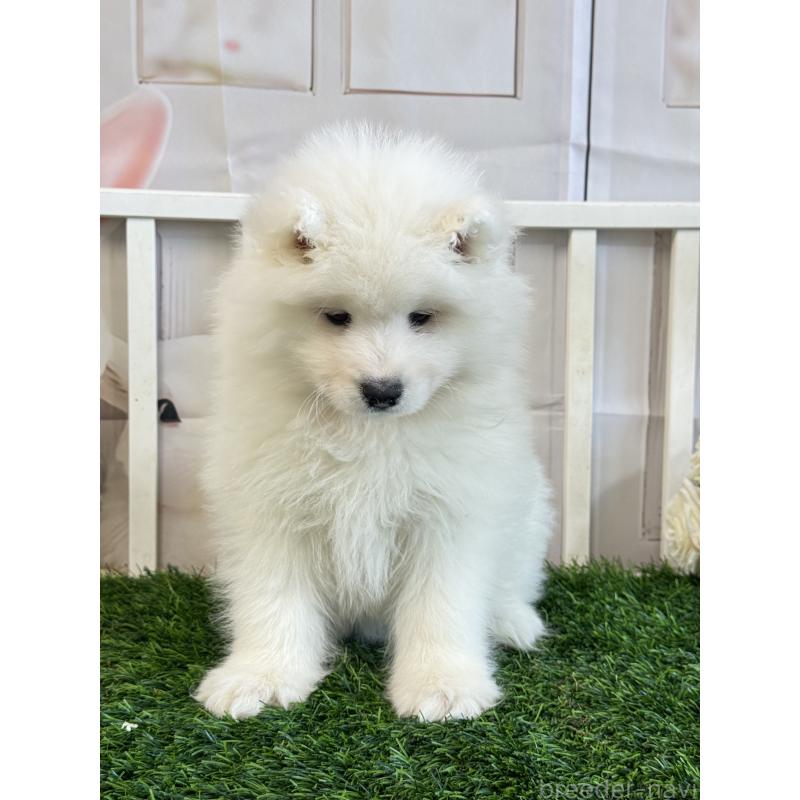 販売中の茨城県のサモエド-446315の5枚目