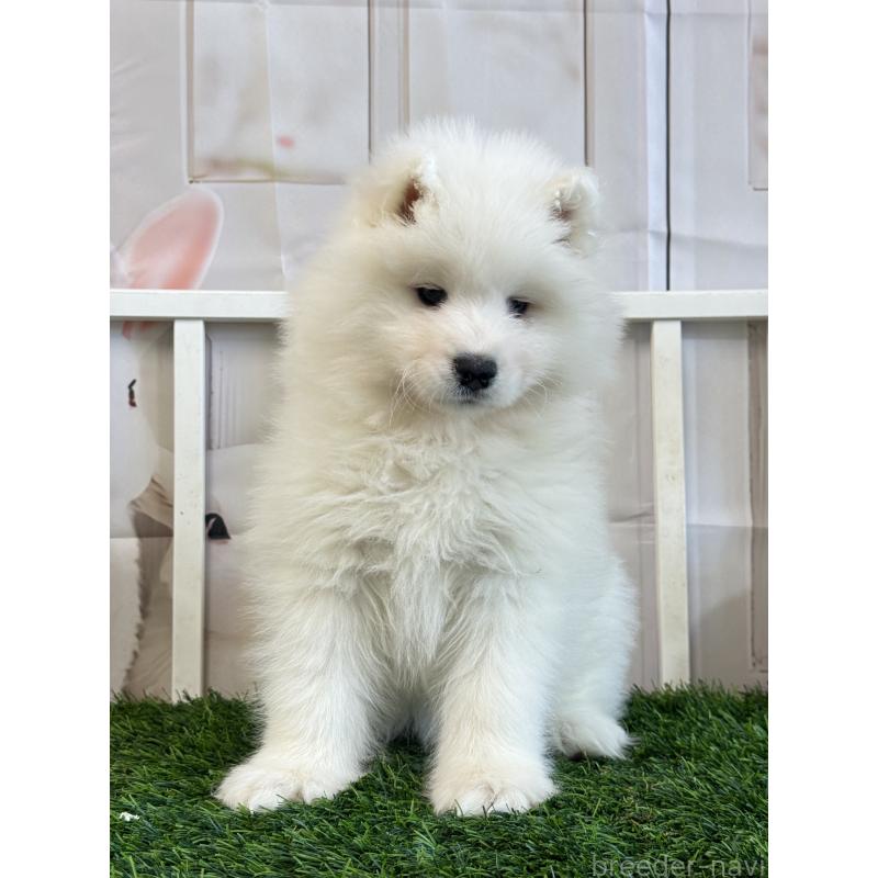 販売中の茨城県のサモエド-446315の4枚目