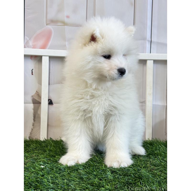 販売中の茨城県のサモエド-446315の3枚目