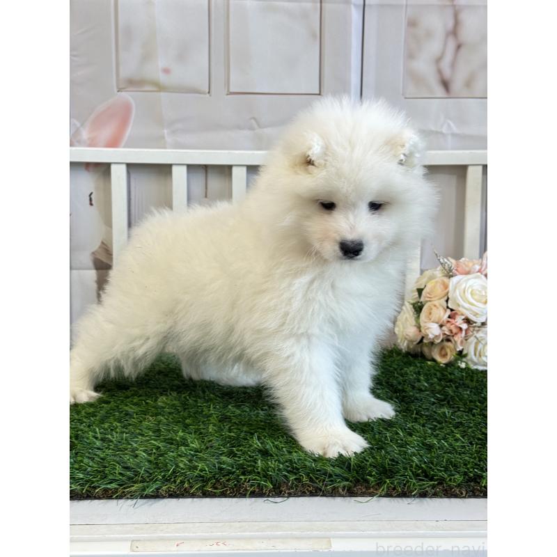 販売中の茨城県のサモエド-446315の2枚目