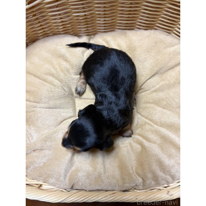 販売中の岐阜県のミニチュアダックスフンド(ロングヘアード)-446317の4枚目