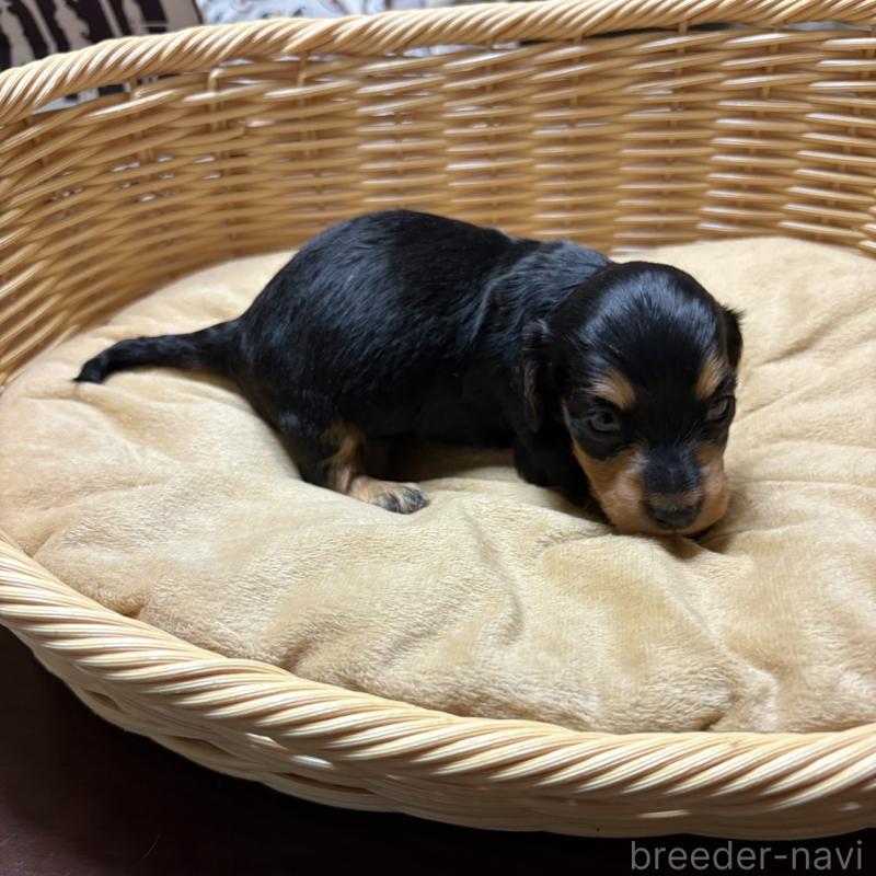 販売中の岐阜県のミニチュアダックスフンド(ロングヘアード)-446317の3枚目