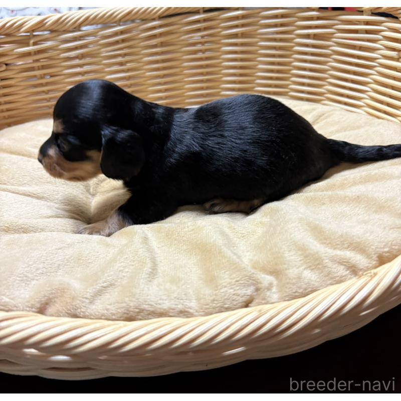 販売中の岐阜県のミニチュアダックスフンド(ロングヘアード)-446317の2枚目