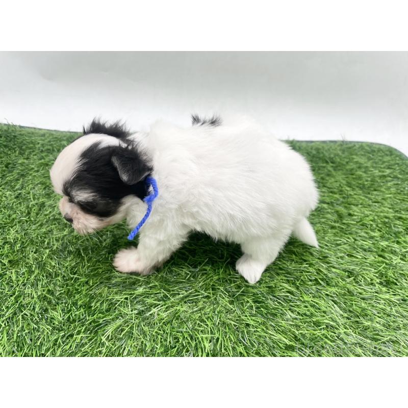 販売中の愛知県のチワマル:チワワ×マルチーズ-446316の4枚目