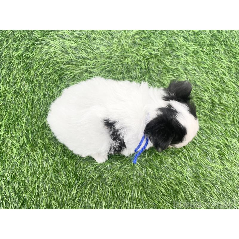 販売中の愛知県のチワマル:チワワ×マルチーズ-446316の3枚目