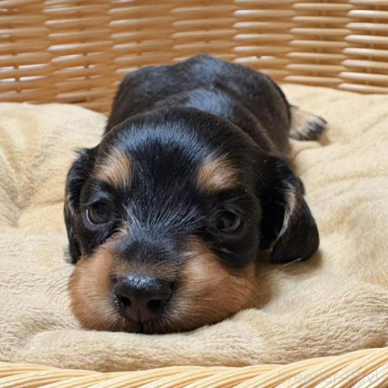 販売中の岐阜県のミニチュアダックスフンド(ロングヘアード)-446317の1枚目