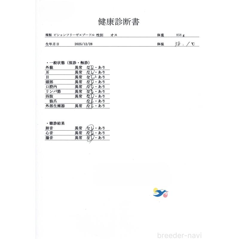 販売中の群馬県のビションプー:ビションフリーゼ×トイプードル-446321の2枚目