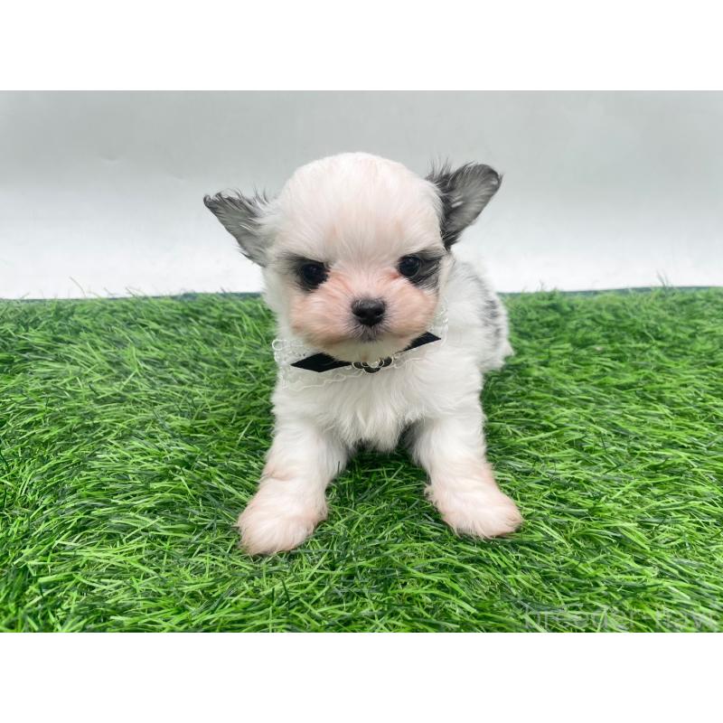 販売中の愛知県のチワマル:チワワ×マルチーズ-446319の5枚目