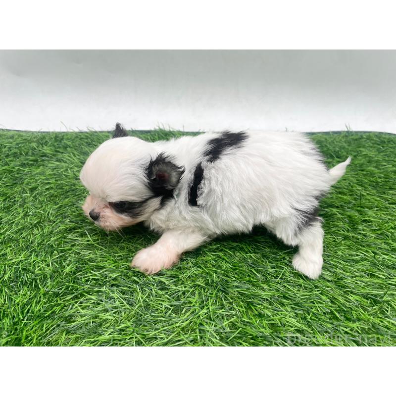 販売中の愛知県のチワマル:チワワ×マルチーズ-446319の4枚目