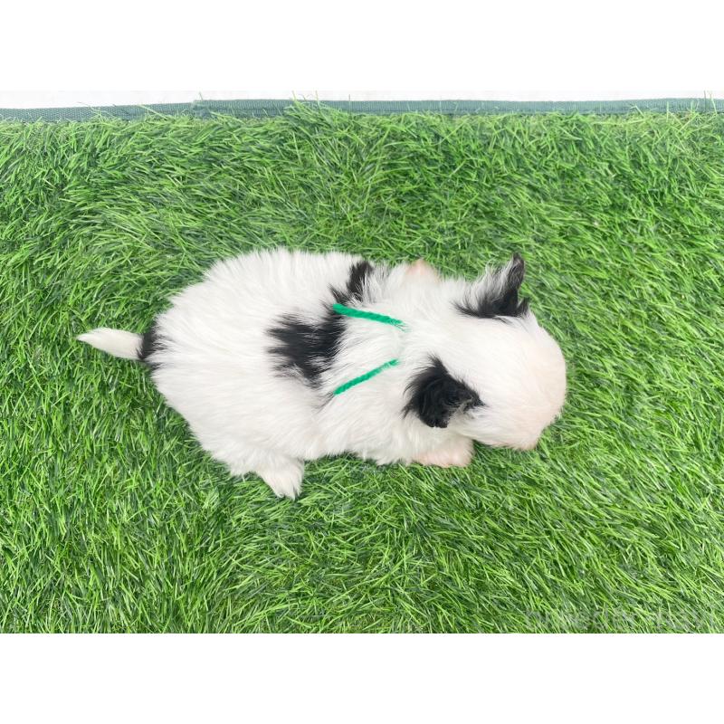 販売中の愛知県のチワマル:チワワ×マルチーズ-446319の3枚目