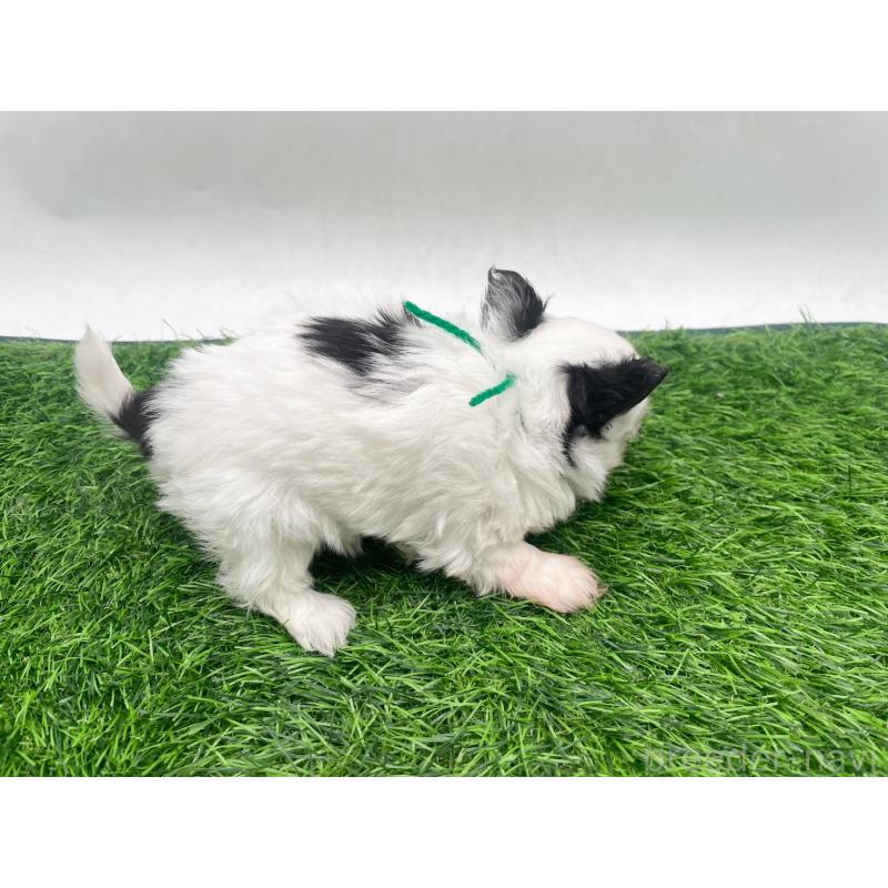 販売中の愛知県のチワマル:チワワ×マルチーズ-446319の2枚目