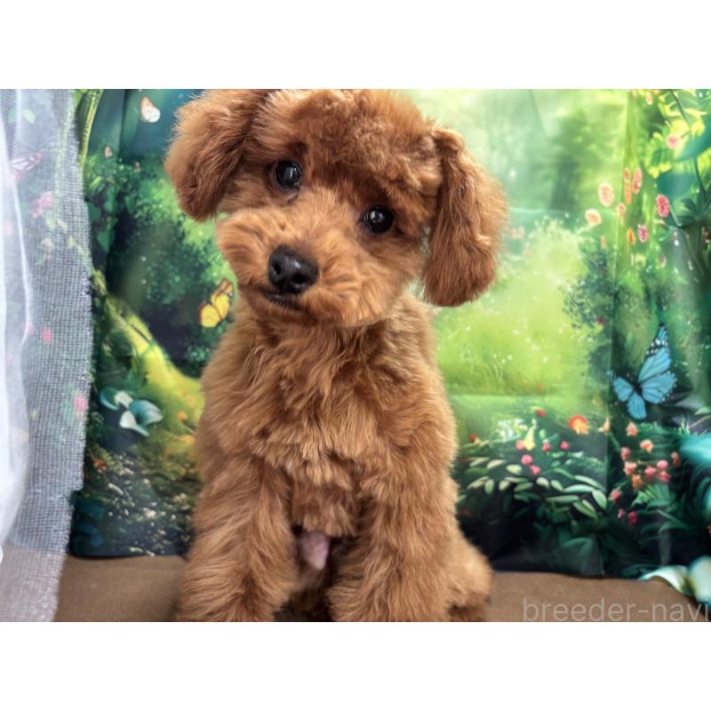 販売中の栃木県のトイプードル-423584