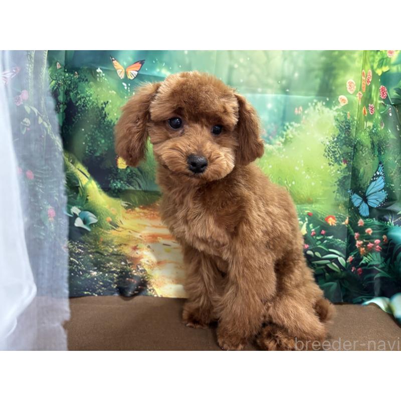 販売中の栃木県のトイプードル-423584の10枚目