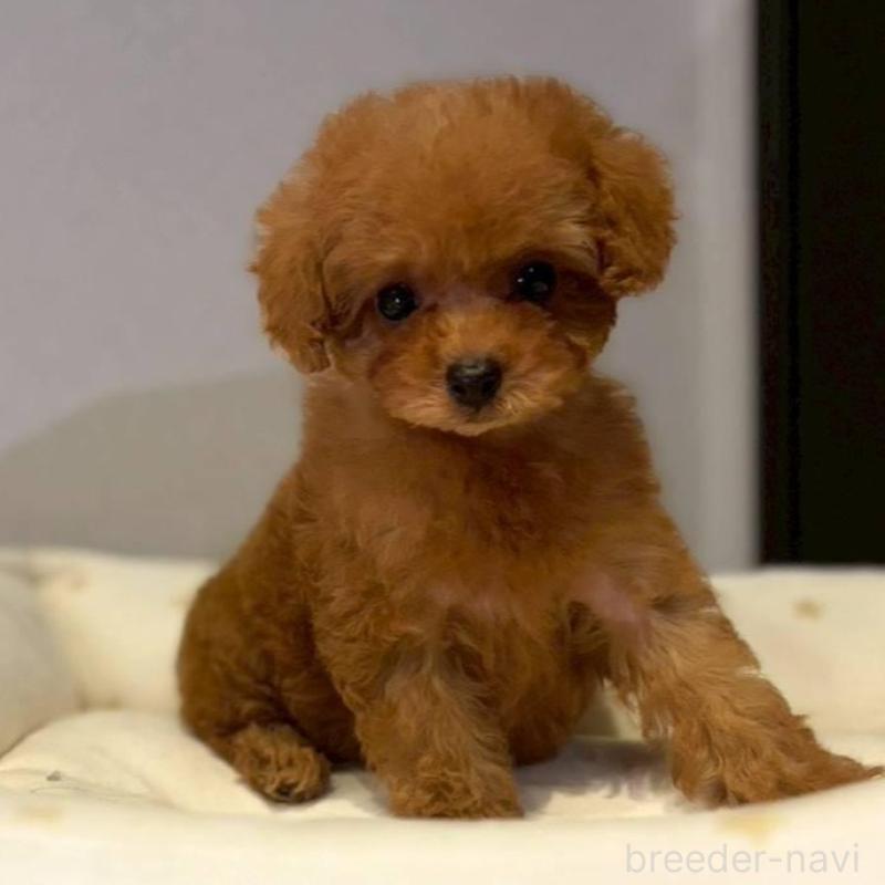 販売中の岡山県のタイニープードル-446320の1枚目