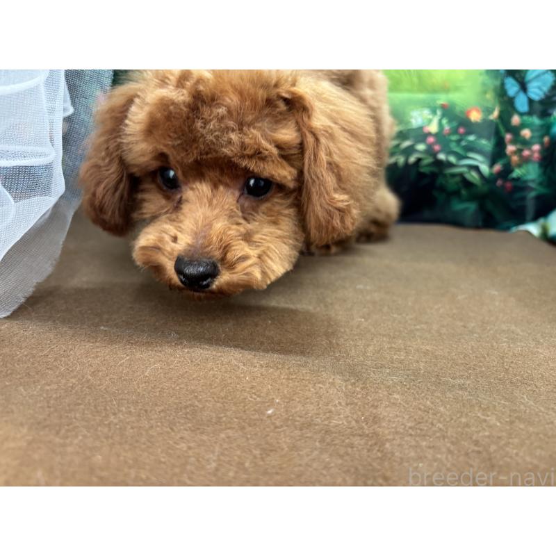 販売中の栃木県のトイプードル-423584の9枚目