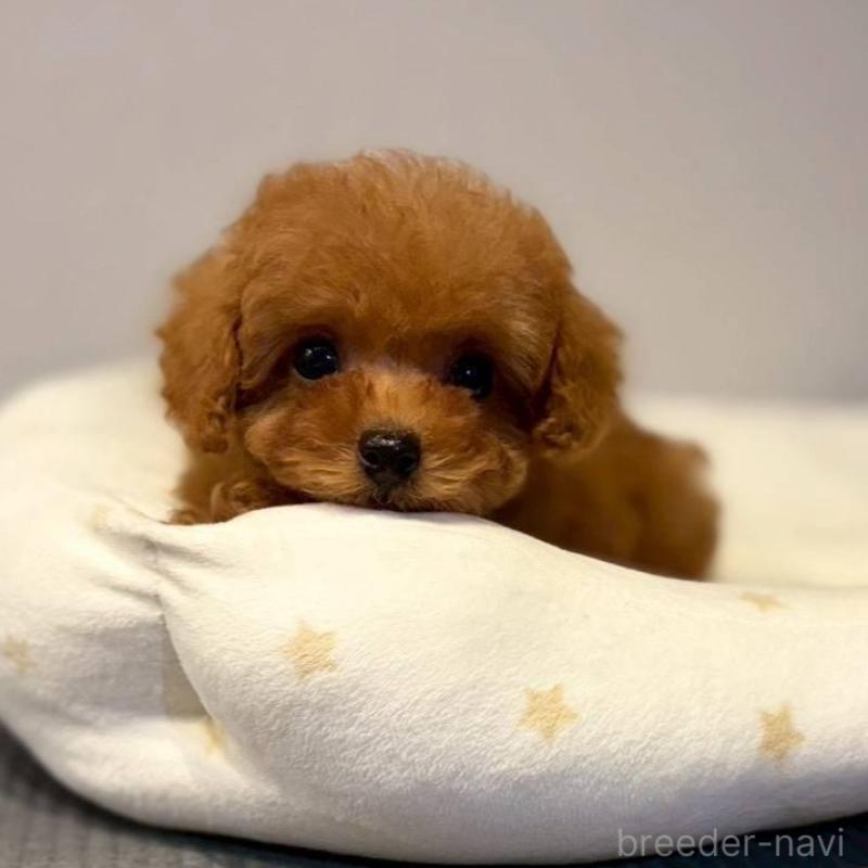 販売中の岡山県のタイニープードル-446320の3枚目