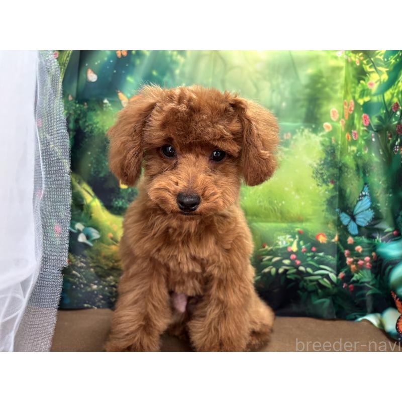 販売中の栃木県のトイプードル-423584の8枚目