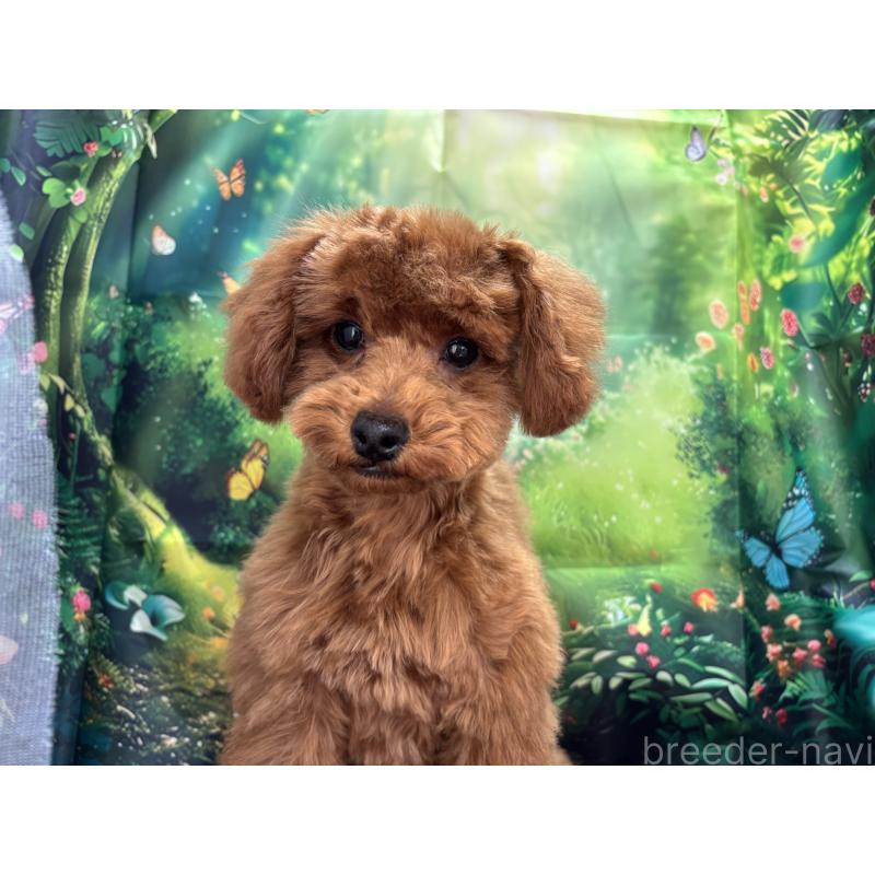 販売中の栃木県のトイプードル-423584の7枚目