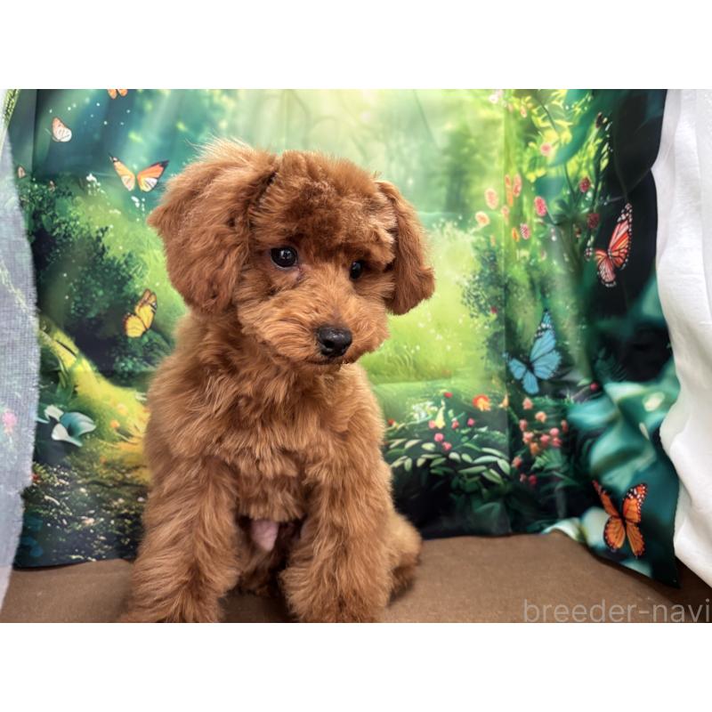 販売中の栃木県のトイプードル-423584の6枚目