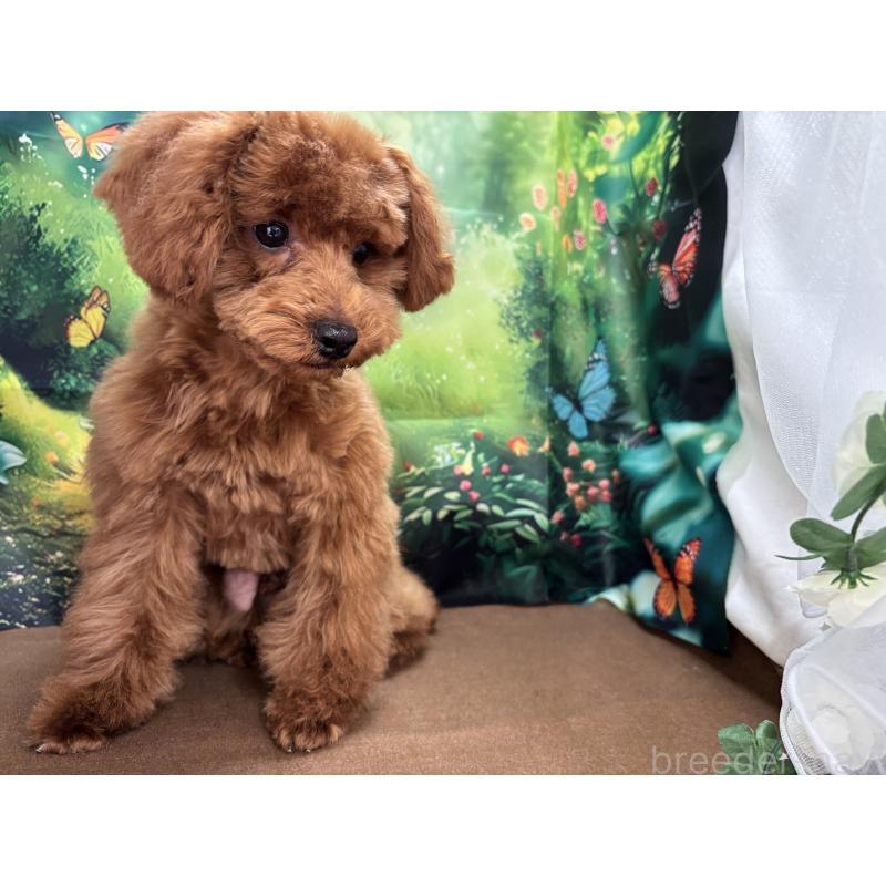 販売中の栃木県のトイプードル-423584の5枚目