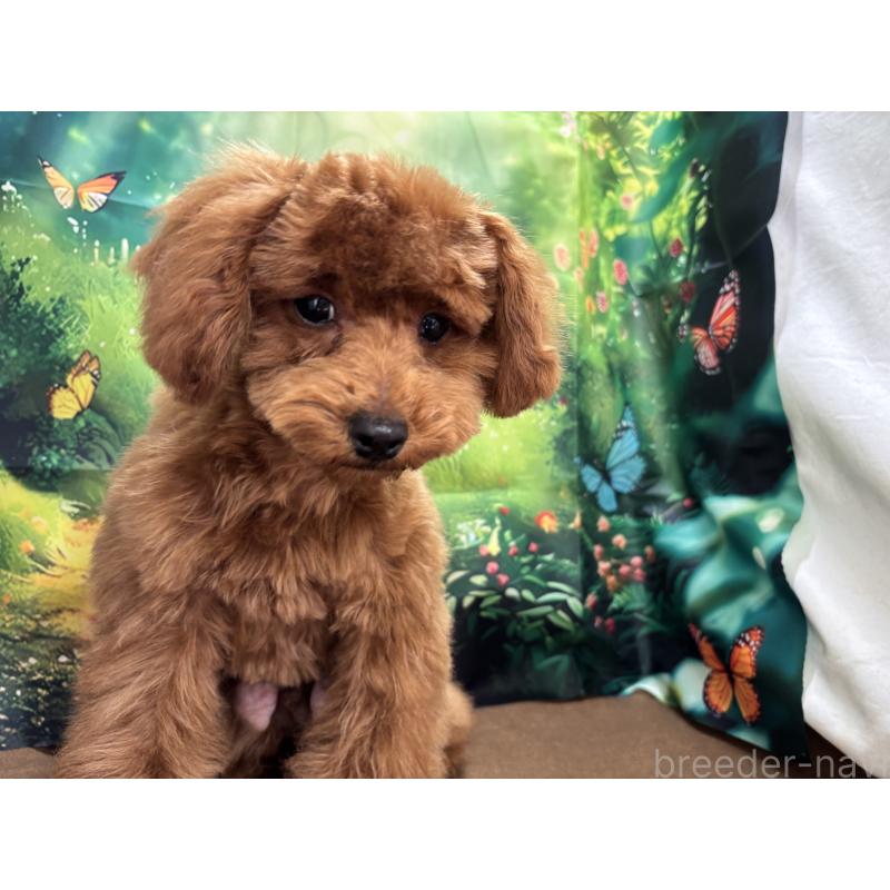 販売中の栃木県のトイプードル-423584の4枚目