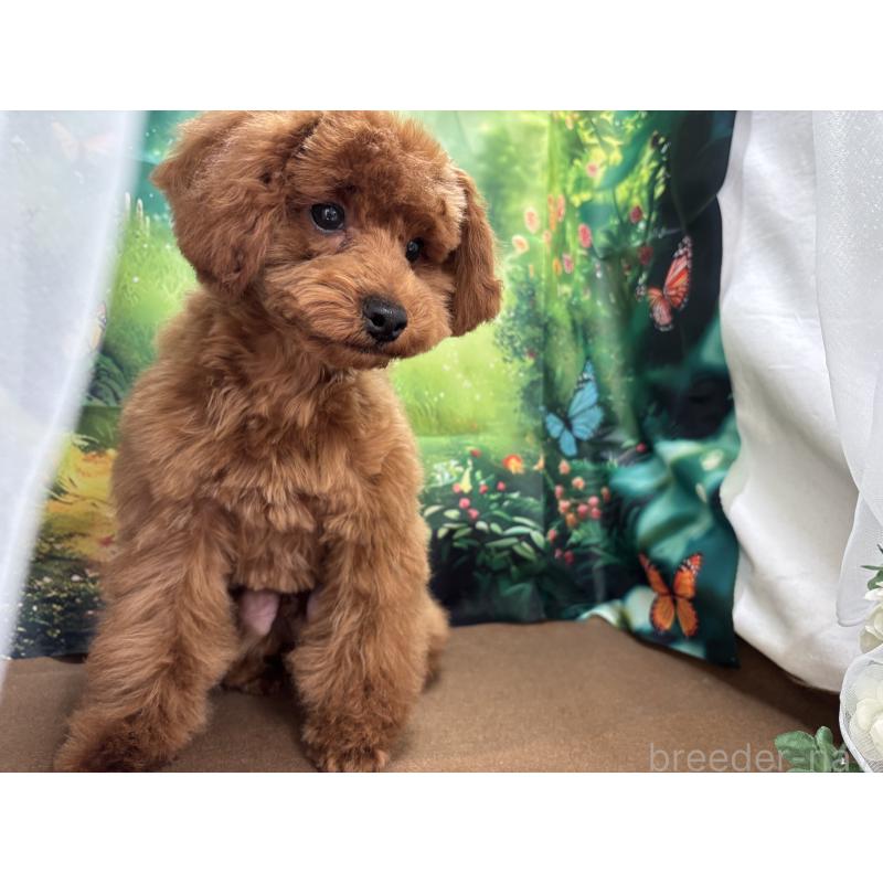 販売中の栃木県のトイプードル-423584の3枚目