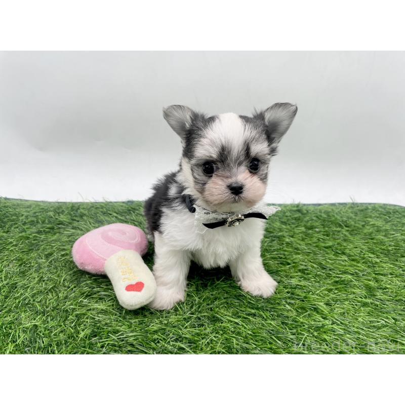販売中の愛知県のチワマル:チワワ×マルチーズ-446322の1枚目